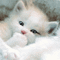 Котик